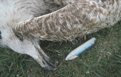 Great Black-backed Gull immature dead