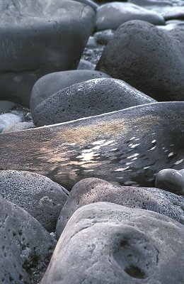 Rocks with Weddell seal 2