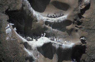 Sculpted rock with seabirds 1