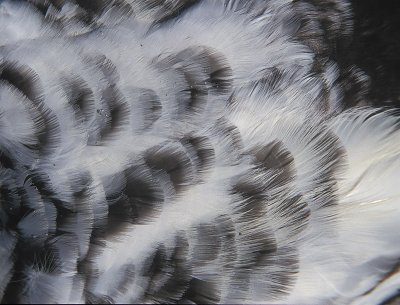 Eider feathers