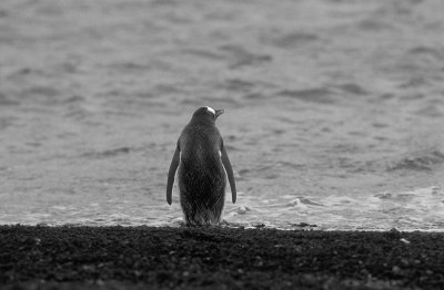Lone Gentoo penguin 1