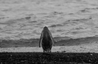Lone Gentoo penguin 2