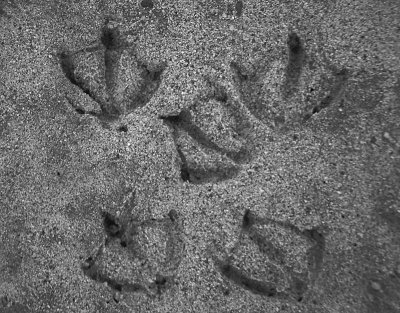 Gull tracks