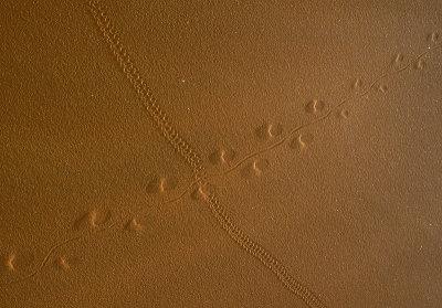 Insect tracks 2