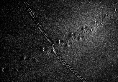 Insect tracks 3