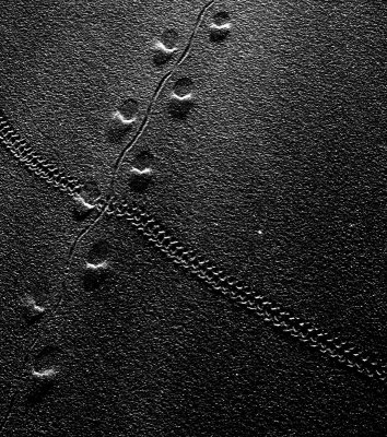Insect tracks 4