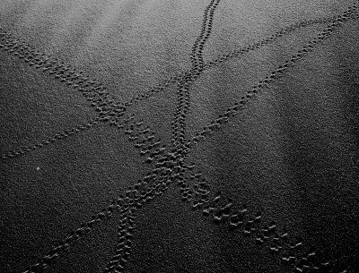 Insect tracks 5