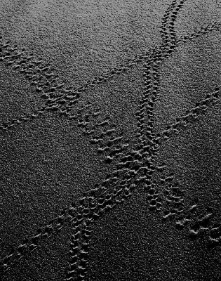 Insect tracks 7