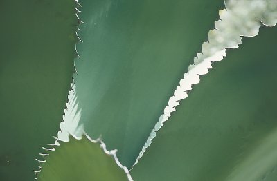 Agava leaves 1