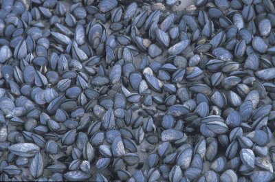 Blue mussels 1