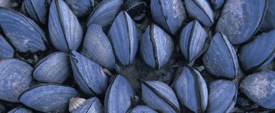 Blue mussels 2