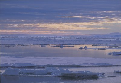 Svalbard pack-ice