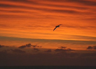 South Georgia sunset with Wandering Albatross 4