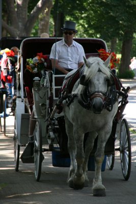 Horses