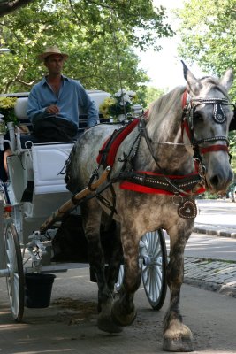 Horse ...