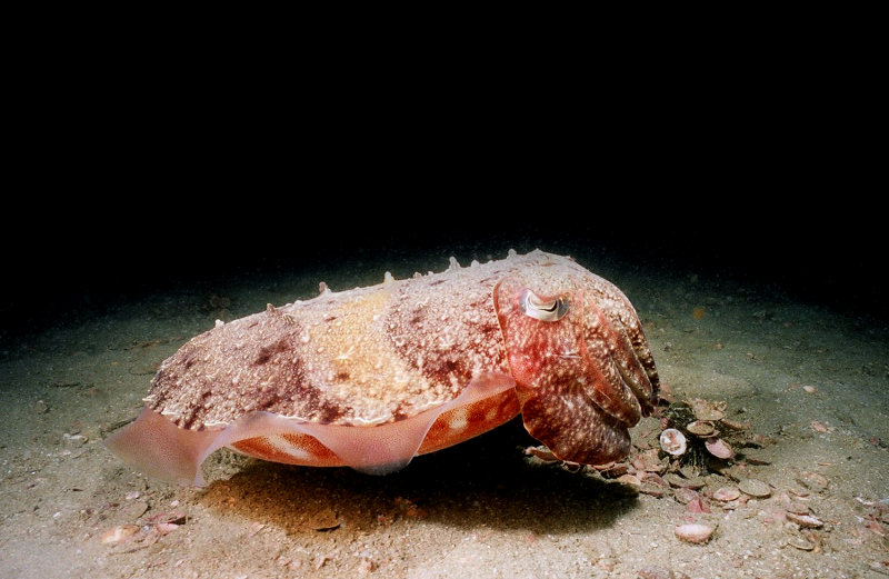  cuttlefish