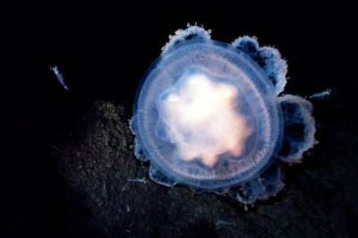 水母 / 海蜇  medusa / jellyfish
