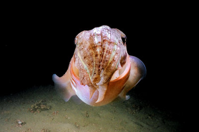 ¾¥³½ cuttlefish