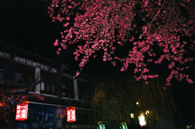 梅花盛放的夜街