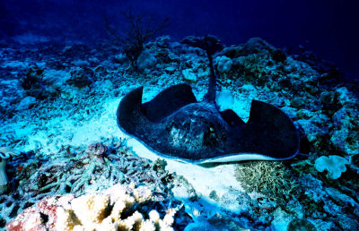 黑鯆魚 Blotched fantail ray