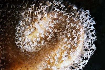 盛開白花的珊瑚觸手