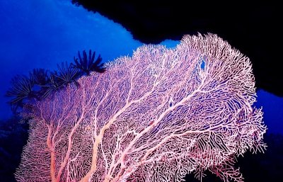 SEA FAN