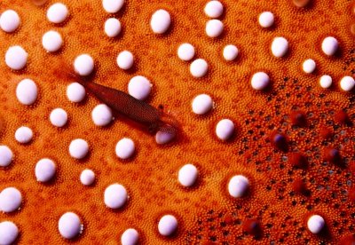 海星表皮上的寄生蝦 