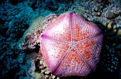 麵包海星 （學名Culcita novaeguineae ）