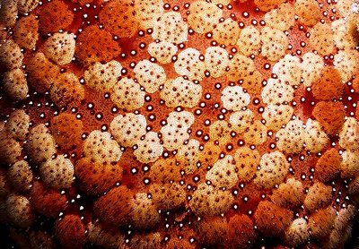 Sea star 麵包海星 （學名Culcita novaeguineae ）