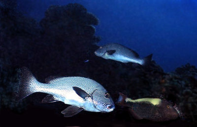 三魚圖