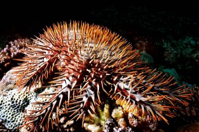 棘冠海星 正在侵吃石珊瑚