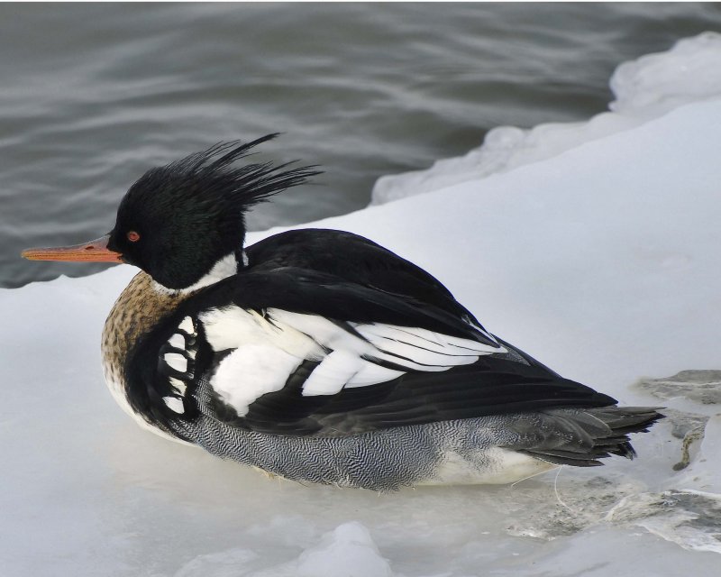 Male Red-Breasted Merganser at Irondequoit Bay, NY