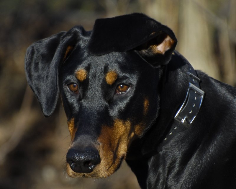 Lola 2 Years Old-1