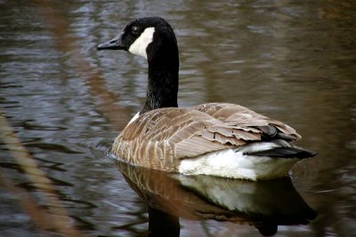 Canadian Goose on Pond