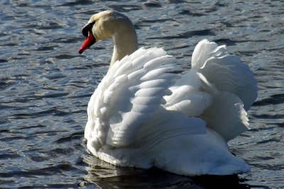 Mute Swan Wings Spread at Irondequoit Bay, NY