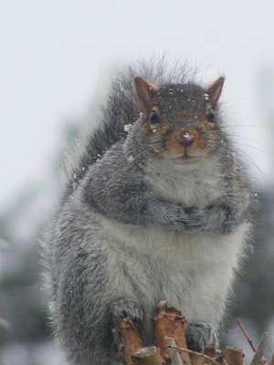 Squirrel in Mulberry tree in Winter 2