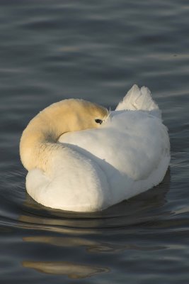 Mute Swan Curled Up-Staring at Me!