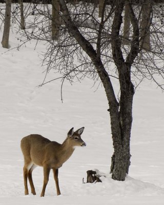 Deer in Snow at Mendon Ponds Park, NY