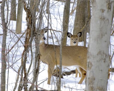 Two Deer in Snow at Mendon Ponds Park, NY