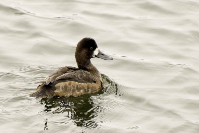 Greater Scaup Female