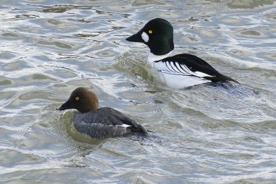 Common Goldeneye-Male and Female