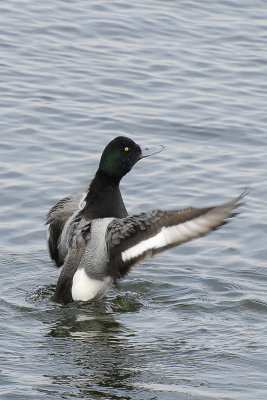 Greater Scaup Male Displaying