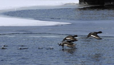 Male Scaups Taking Off