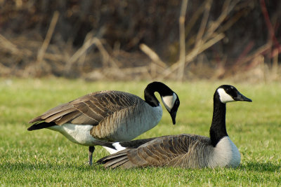 Canadian Geese in Field