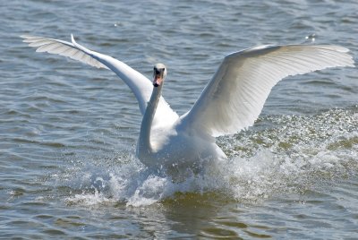 Mute Swan Landing
