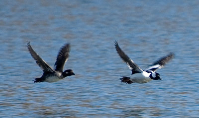 Male and Female Bufflehead Flying