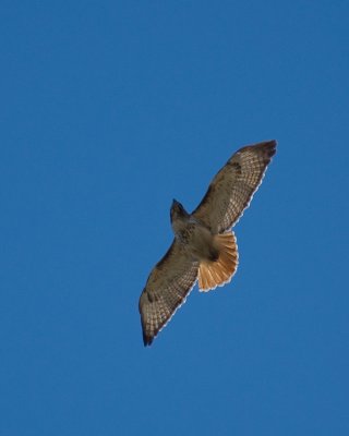 Redtail Hawk Soaring Up Above
