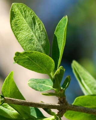 Spring Leaves