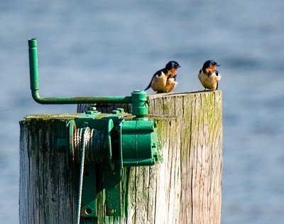 Swallows Resting on Post in Irondequoit Bay, NY