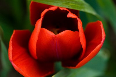 Red Tulip w/Tamron 90mm Macro